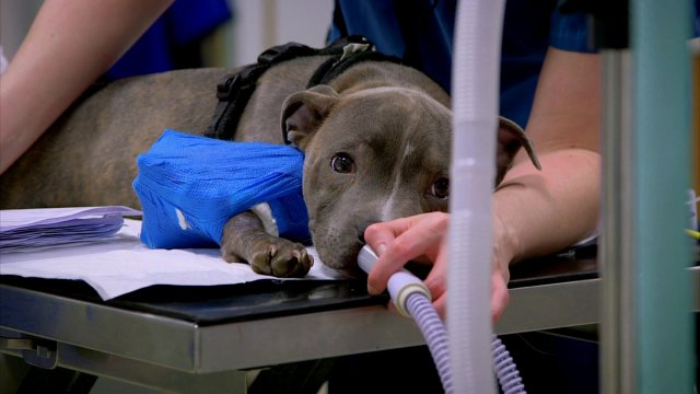 The Supervet S3 Ep20 - Rex, Amie And Piggy | SBS PopAsia