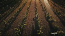 Ancestry - Glen Robert - Bent Road Wine