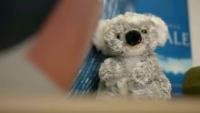 The Feed: Saving Koalas