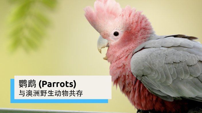 鹦鹉| 与澳洲野生动物共存| SBS Chinese
