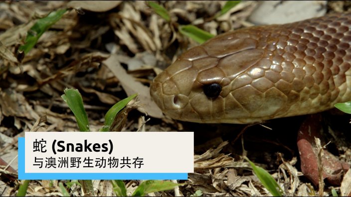 蛇| 与澳洲野生动物共存| SBS Chinese
