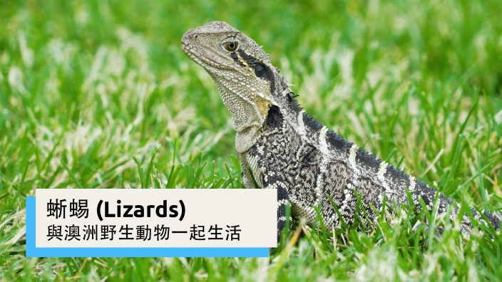蜥蜴 與澳洲野生動物一起生活 Sbs Chinese