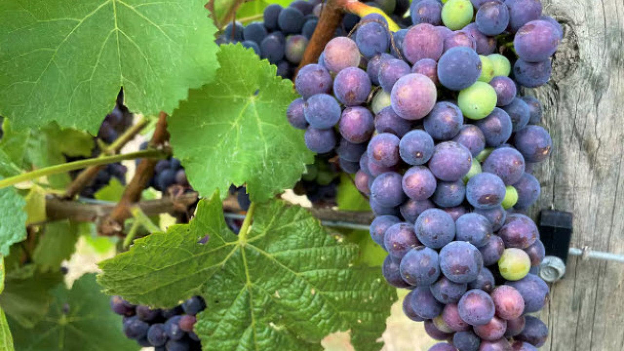 A $1.8m wine loss  and the growing crisis facing Australia’s small producers