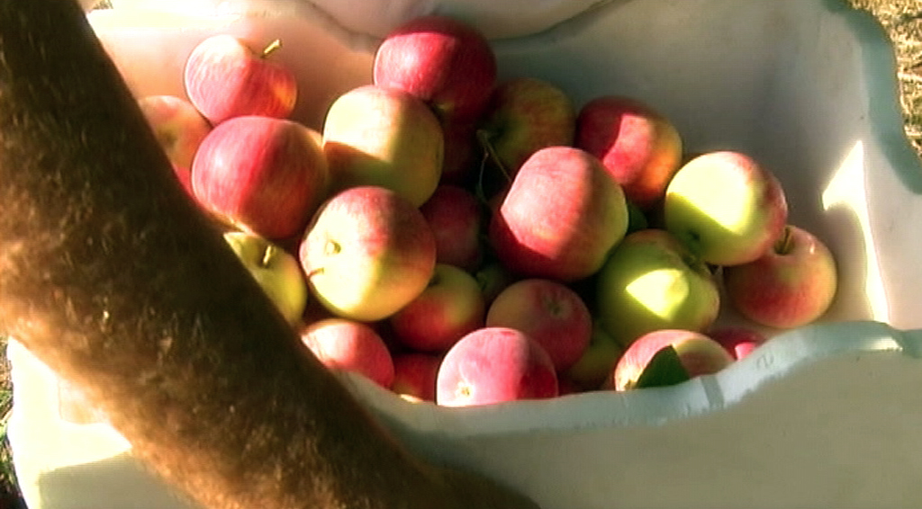 Produce Heritage Apples SBS TV & Radio Guide