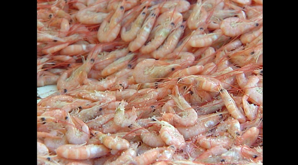 Produce - River Prawns | SBS On Demand