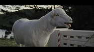 Black Sheep Trailer